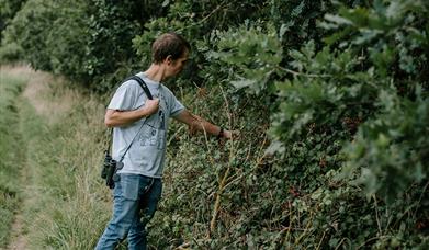 Man foraging from a hedgerow.