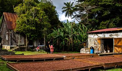 A cocoa farm in Grenada