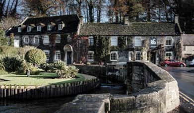 The Swan