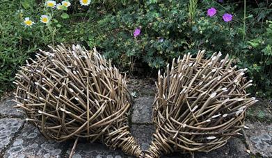 Willow Hedgehogs